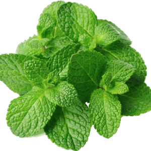 Mint पुदीना (Pudina) - 50 Gram.